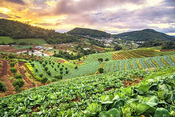 Agriculture