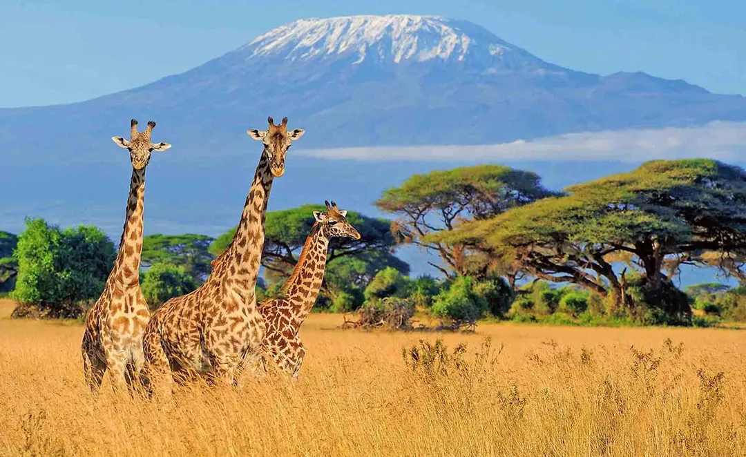 Beauty in land and wild life