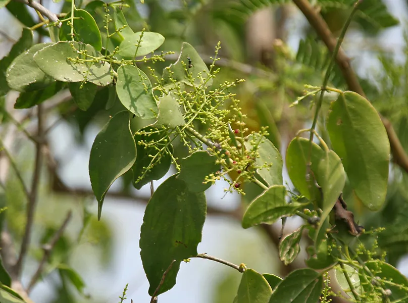 Miswak (Salvadora persica)