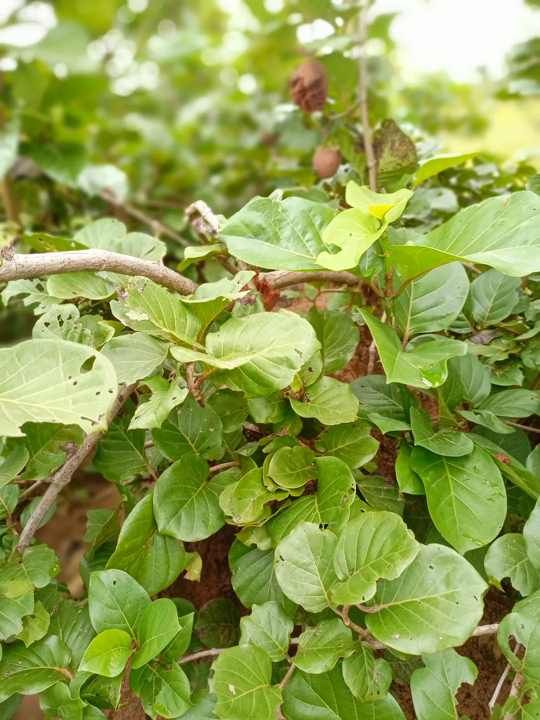 African Peach (Nauclea latifolia)